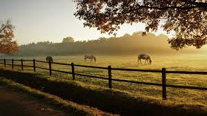 Calming Supplement For Horses